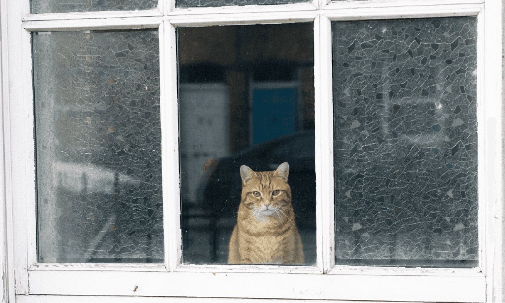 Cat looking through transparent window — a metaphor for election transparency