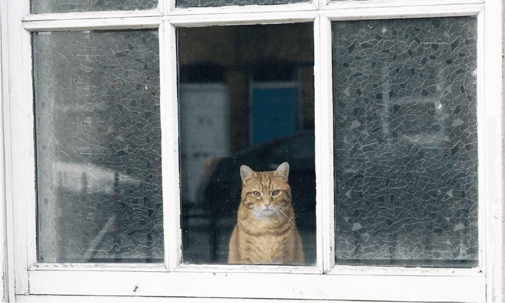 Cat looking through transparent window — a metaphor for election transparency